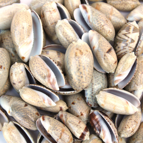 Olive Shaped Seashell