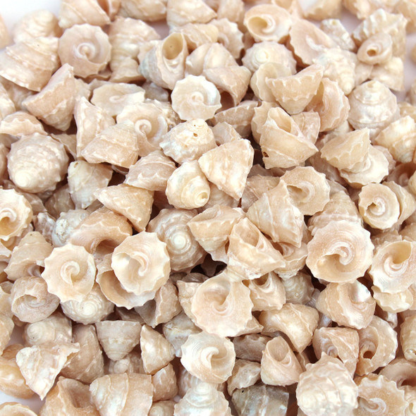 Pearlized Among Pong Seashell