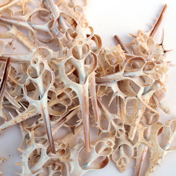 Sliced Spiny Murex