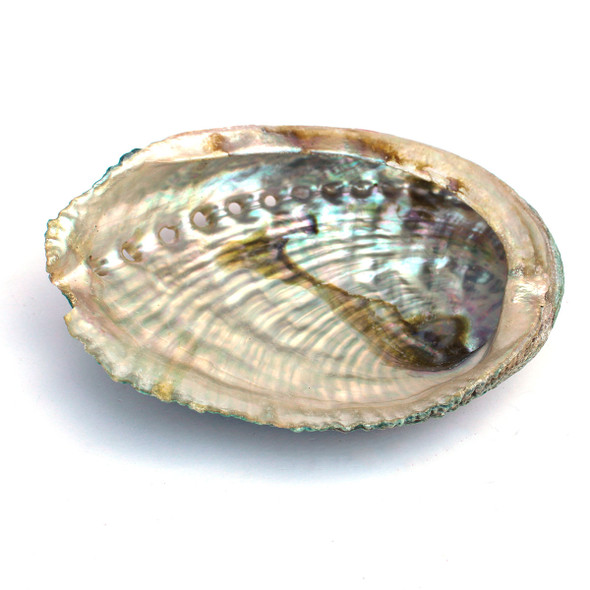 Blue Green Abalone Shells