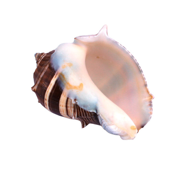 Inside King Crown Seashell
