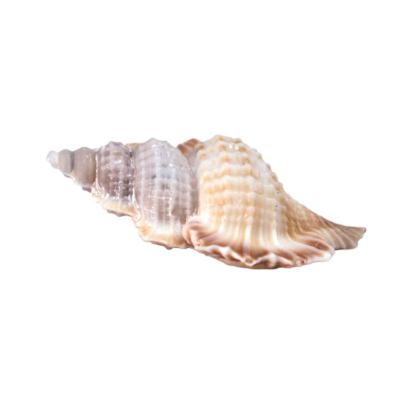 Maple Leaf Frog Shell
