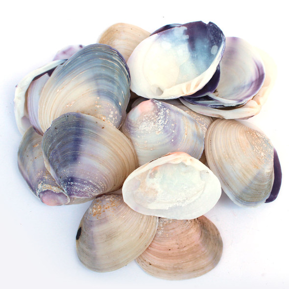 Craft Clam Shells