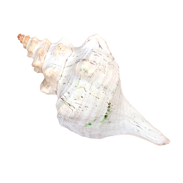 Giant Horse Conch Shell