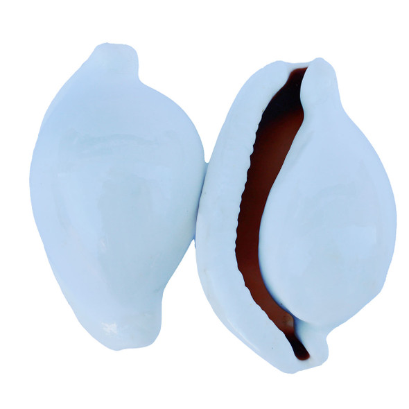 Egg Cowrie Shell