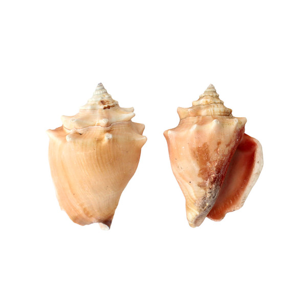 Small Conch Shells