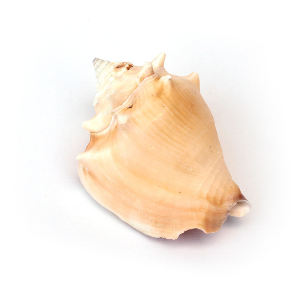Fighting Conch Shell