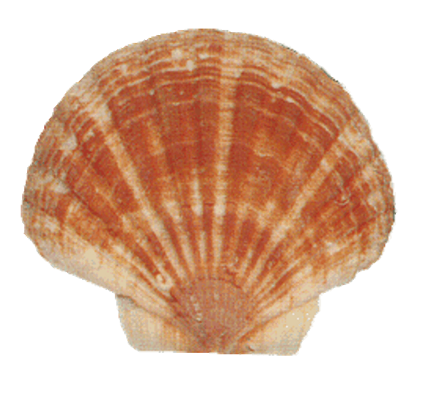 Irish Flat Pectin Seashell 4"+