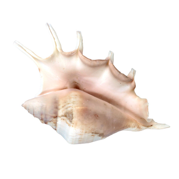 Lambis Scoprion Seashell - Spider Conch Shell - Medium Seashells