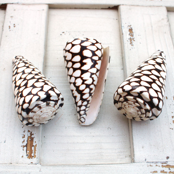 Marble Cone Seashell