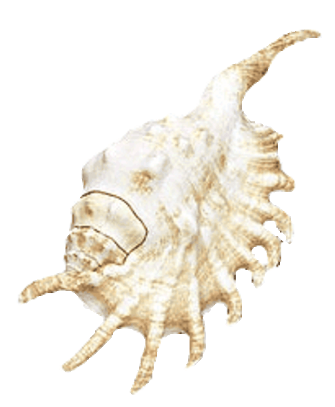 Millipede Conch Seashell 4"+