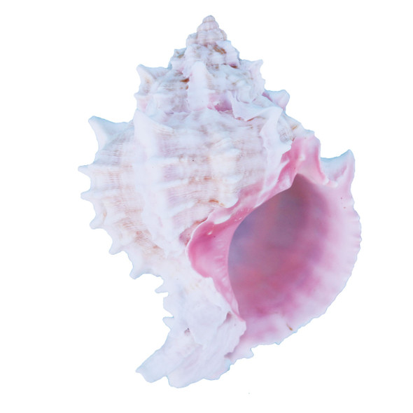 Pink Murex Seashells