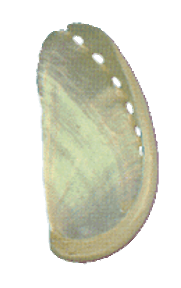 Pearl Donkey Ear Abalone Shell 3"+