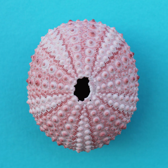 Pink Sea Urchin Magnet