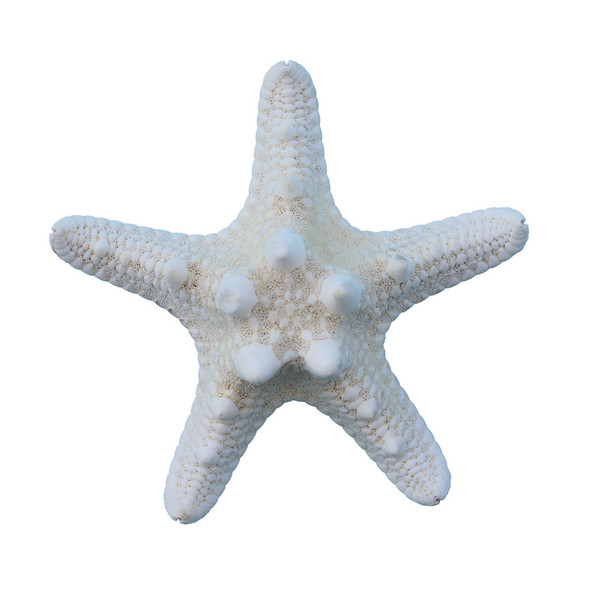 White Bumpy Starfish Magnet