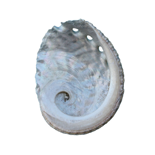 Baby Abalone Seashell Magnet