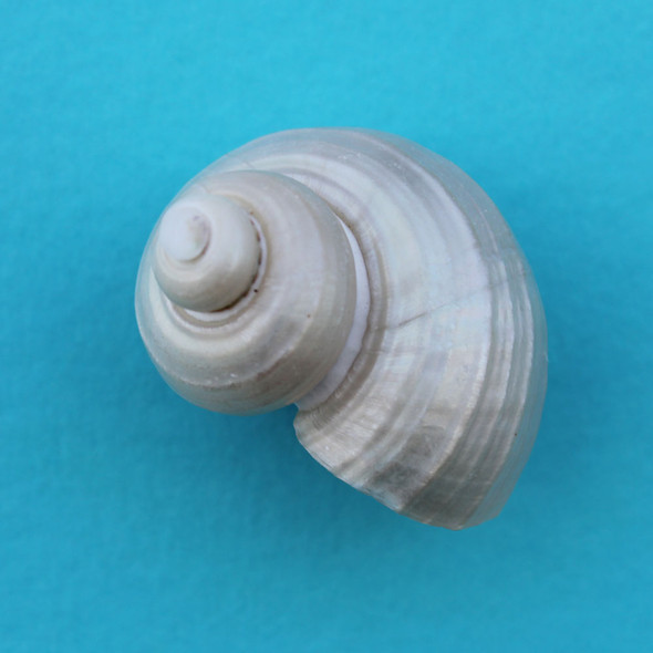Pearl Turbo Magnet