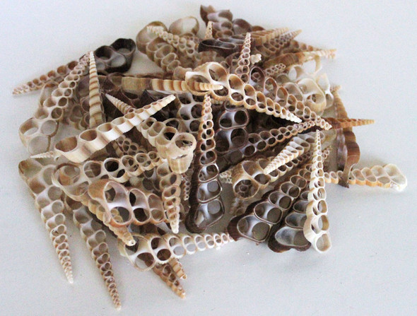 Center Cut Turritella Shells 3"+