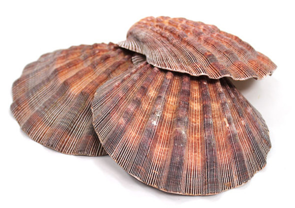 Purple Scallop Shell 3