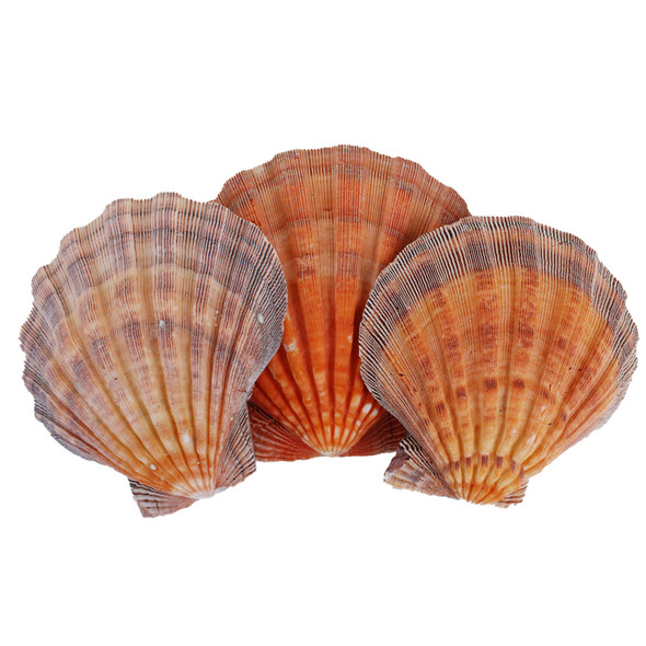 Lion Paw Seashell