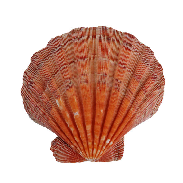Orange Lion's Paw Shell