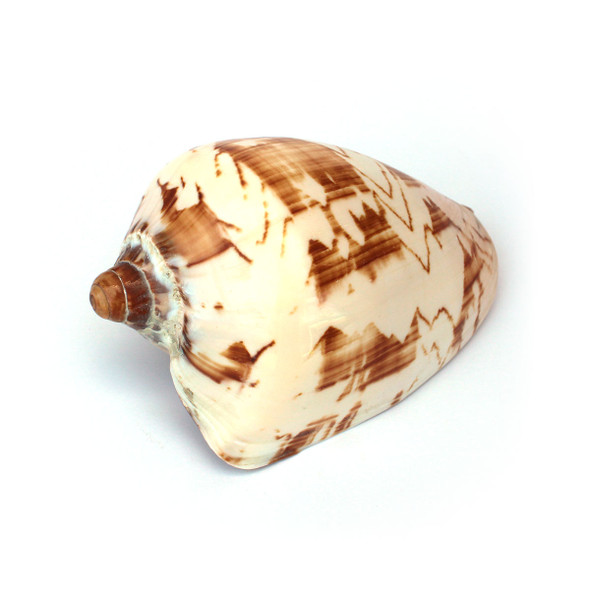 Volute Nobolis