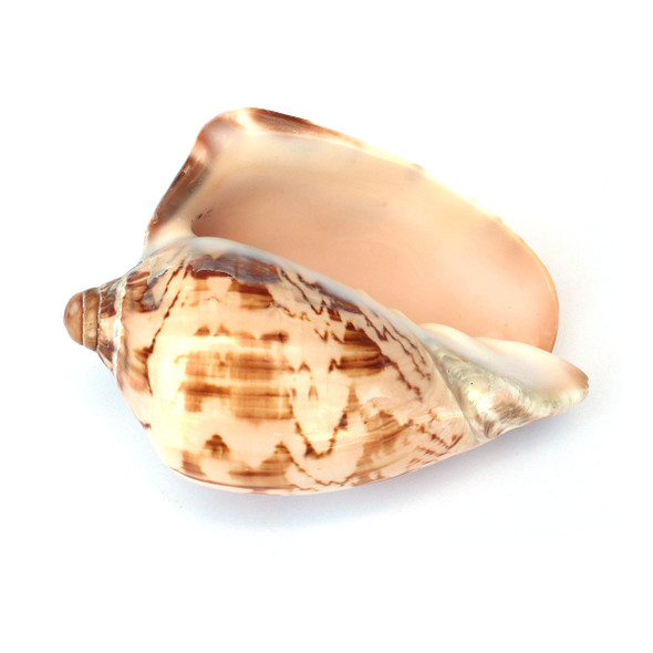 Noble Volute