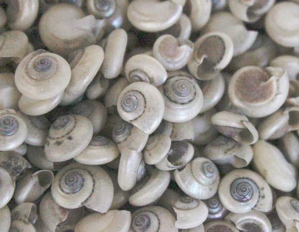 Pearl Umbonium Button Top Seashells - 1 Pound