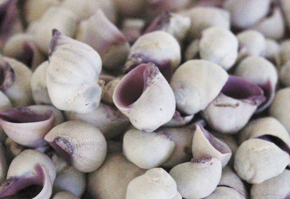 Violacea White and Purple Seashells - 1 Pound