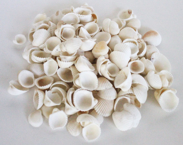 White Clam Rose Seashells - 1 Pound