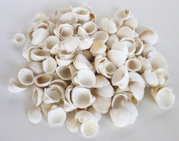 Small All White Shell Mix - 1kg