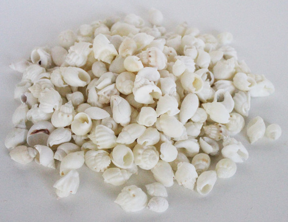 White Frog Shells - 1 Pound