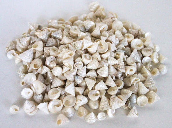 Pearlized Among Pong Seashells - 1 Pound