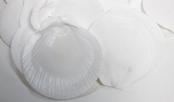 White Sun Moon Seashells - 100 Pieces