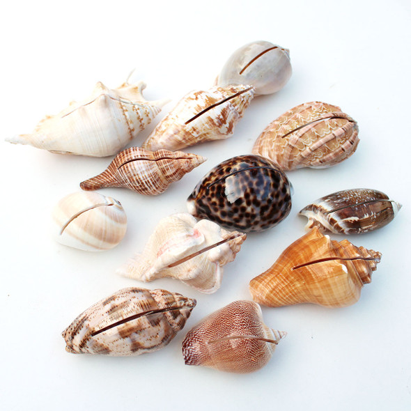 Seashell Place Card Holders