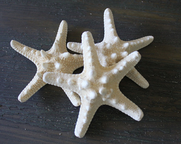 White Thorny Starfish - Knobby Sea Stars - Bumpy Star - California Seashell  Company