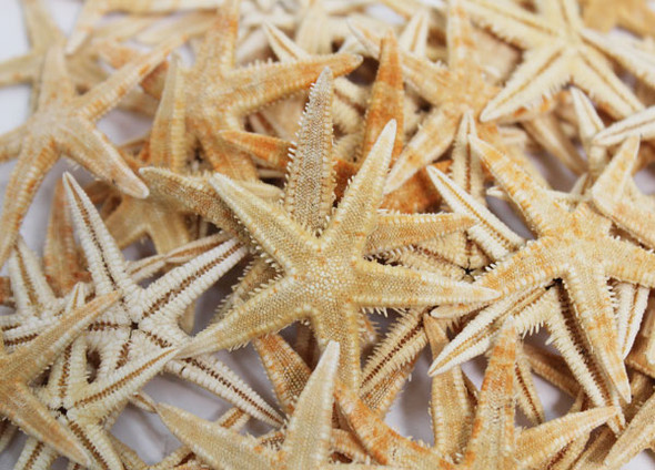 P.I Starfish 1" - 100 Pieces