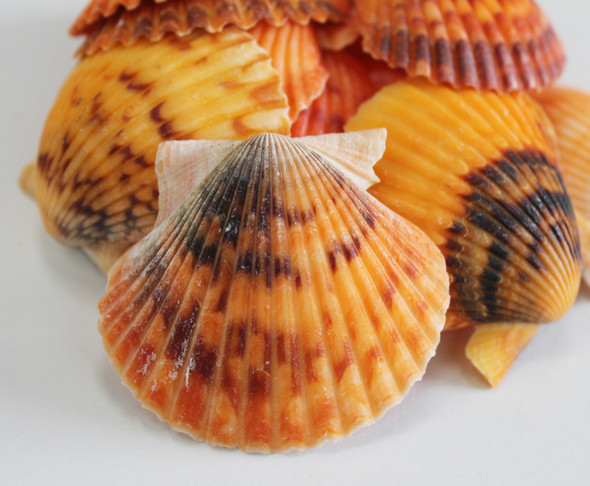 Orange Calico Pectin Shells