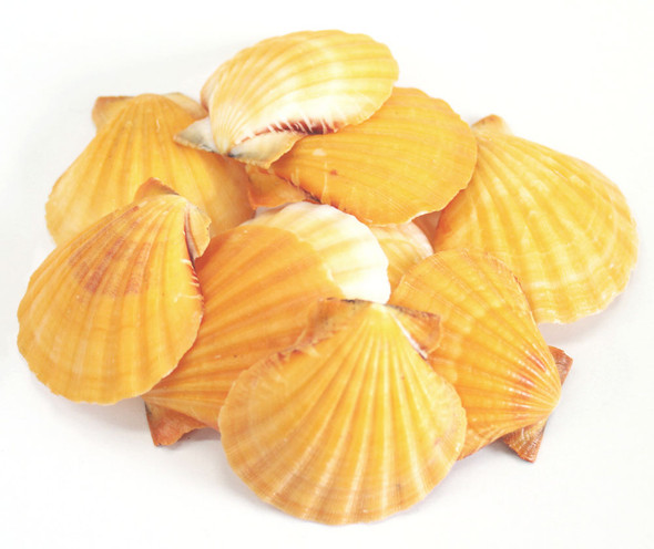 Irish Flat Pectin Seashell 4 - Smooth Edges