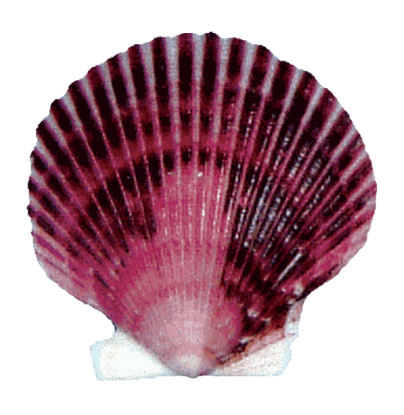 Purple Scallop Shell 