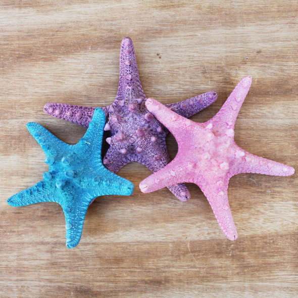 Dyed Bumpy Starfish
