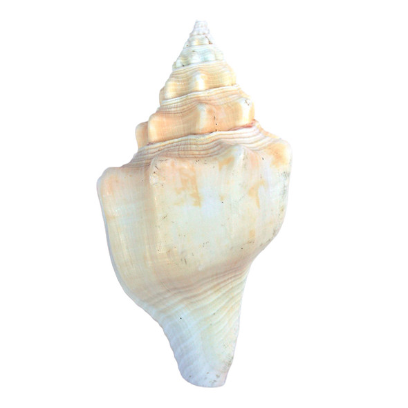Divine Conch Shell