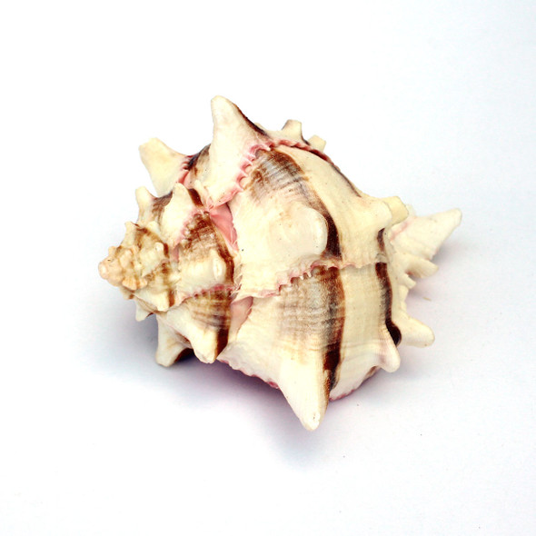 Brassica Murex