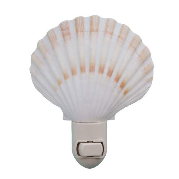 Colorful White Irish Scallop Seashell