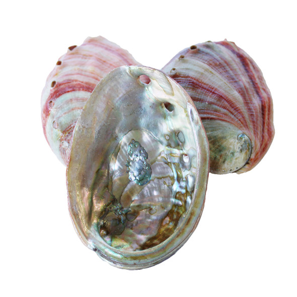 Red Abalone Shells 