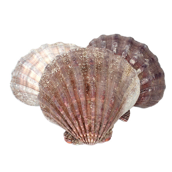Lion's Paw Scallop Shell