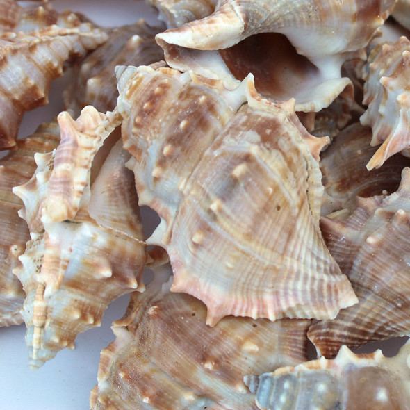 Bursa Seashells