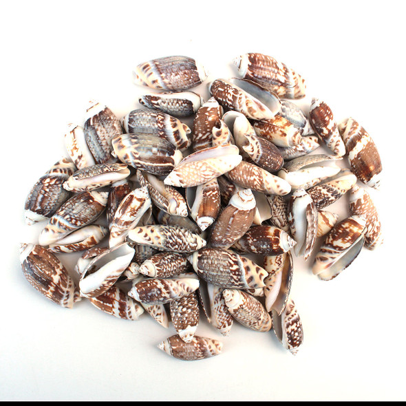 1-1.5" Olive Seashells - 1 Pound
