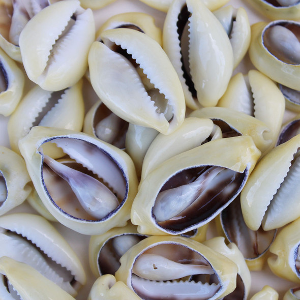  Cowrie Shells - Open 50 Pcs. : Home & Kitchen