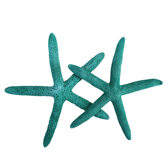 Small P.I. Starfish - Sea Stars - California Seashell Company